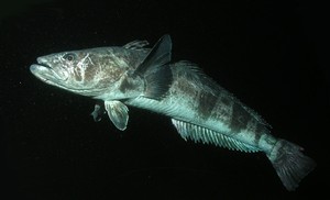 Adult toothfish can live up to fifty years and weigh over 150 kg © Rob Robbins.
Adult toothfish can live up to fifty years and weigh over 150 kg © Rob Robbins.